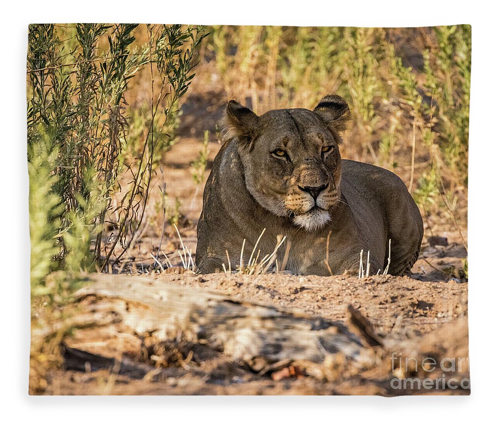 Lion Fleece Blanket featuring the photograph Lioness in Hobatere, Namibia by Lyl Dil Creations
