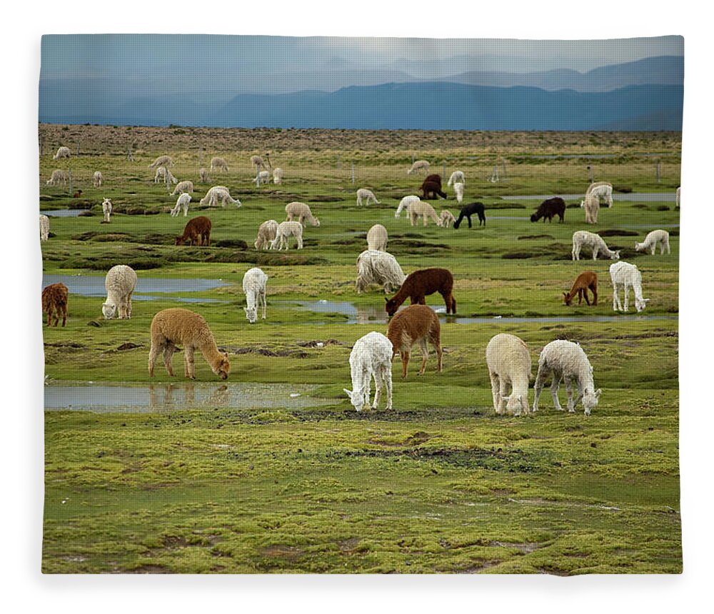 Grass Fleece Blanket featuring the photograph Llamas Grazing Near Colca Canyon by Pearl Vas