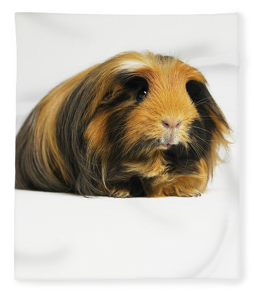 Pets Fleece Blanket featuring the photograph Long Haired Ginger, Black And White by Michael Blann