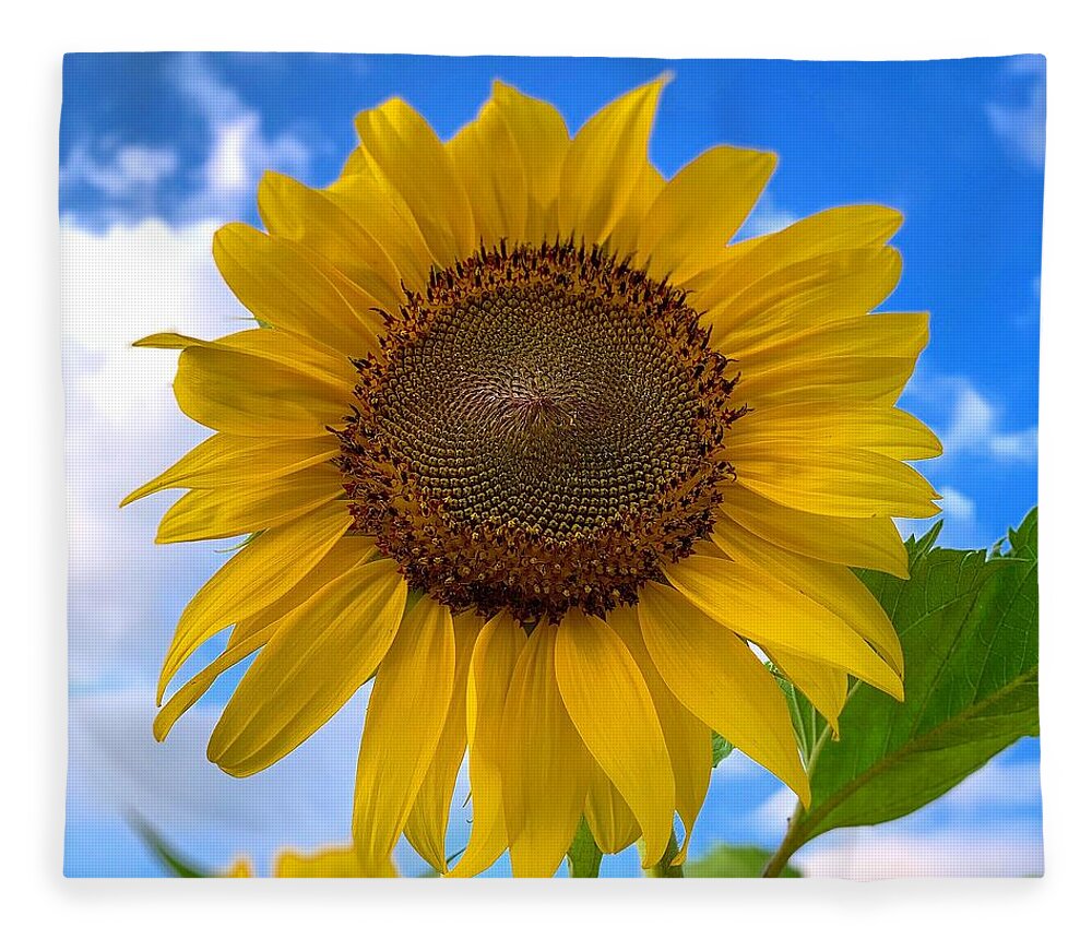 Sunflower Fleece Blanket featuring the photograph Looking Up by Brian Eberly