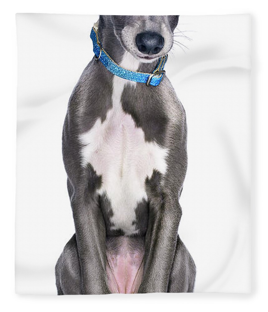 Pets Fleece Blanket featuring the photograph Lurcherwhippet Dog by Gandee Vasan