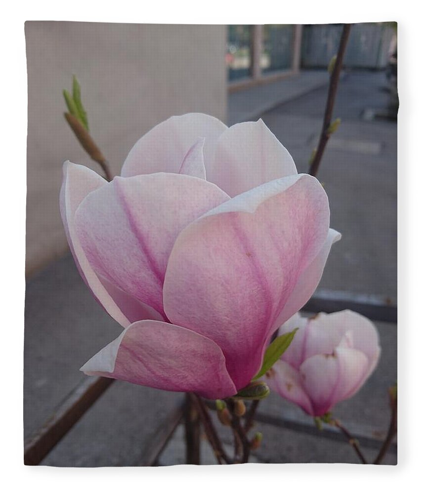  Fleece Blanket featuring the photograph Magnolia by Anzhelina Georgieva