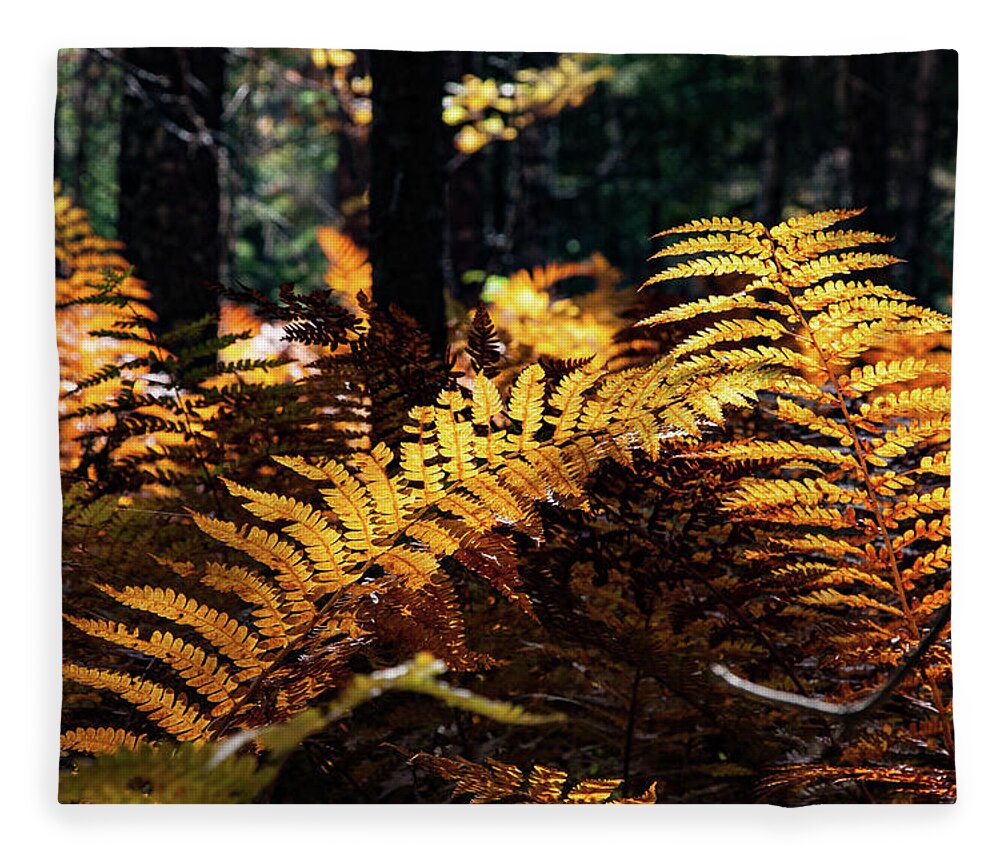 Autumn Fleece Blanket featuring the photograph Maine Autumn Ferns by Jeff Folger