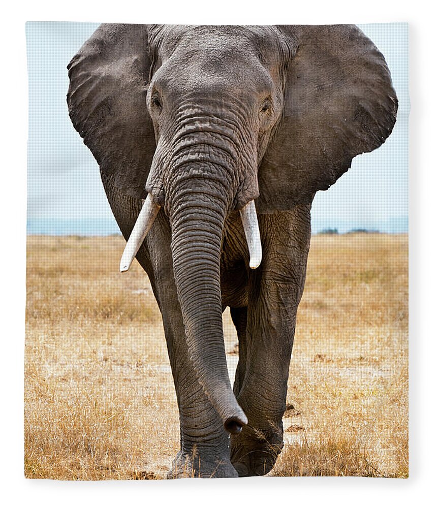 Kenya Fleece Blanket featuring the photograph Male African Elephant Walking by Mike Hill