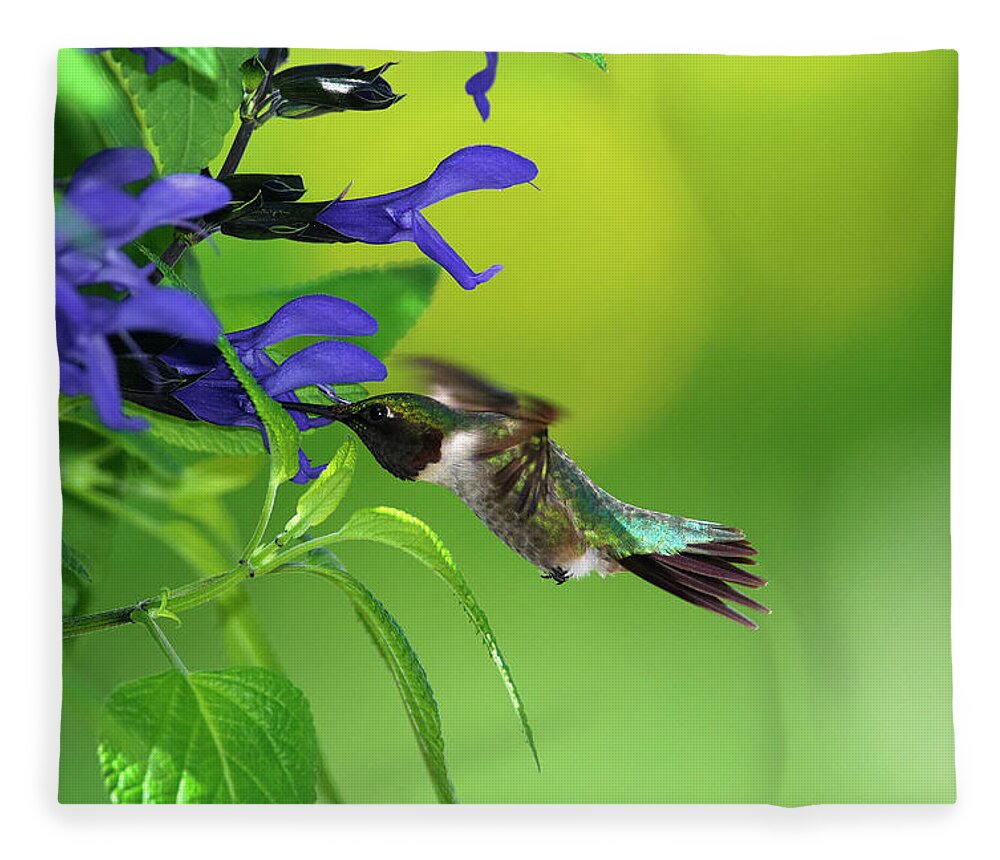 Animal Themes Fleece Blanket featuring the photograph Male Hummingbird Feeding On Salvia by Dansphotoart On Flickr