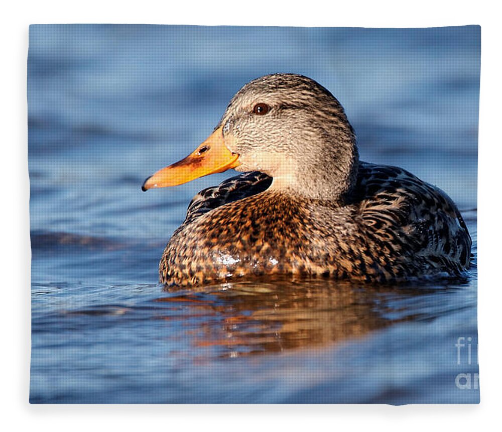 Mallard Fleece Blanket featuring the photograph Mallard Duck Relaxing by Sue Harper