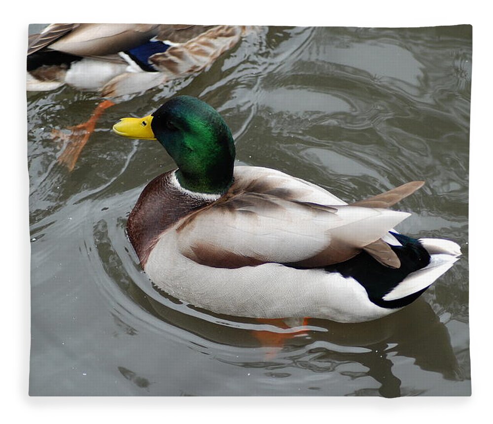 Mallard Ducks Fleece Blanket featuring the photograph Mallard Ducks In A Splash by Ee Photography