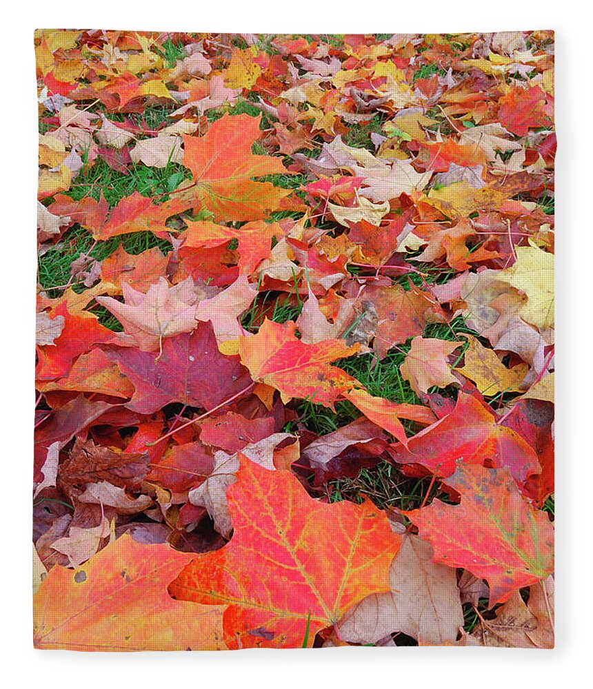 Grass Fleece Blanket featuring the photograph Maple Acer Sp. Leaves On The Ground In by Martin Ruegner