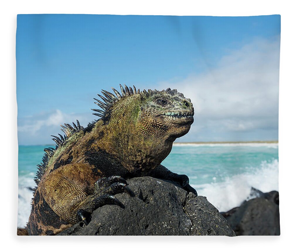 Animals Fleece Blanket featuring the photograph Marine Iguana On Coastal Lava Rocks by Tui De Roy