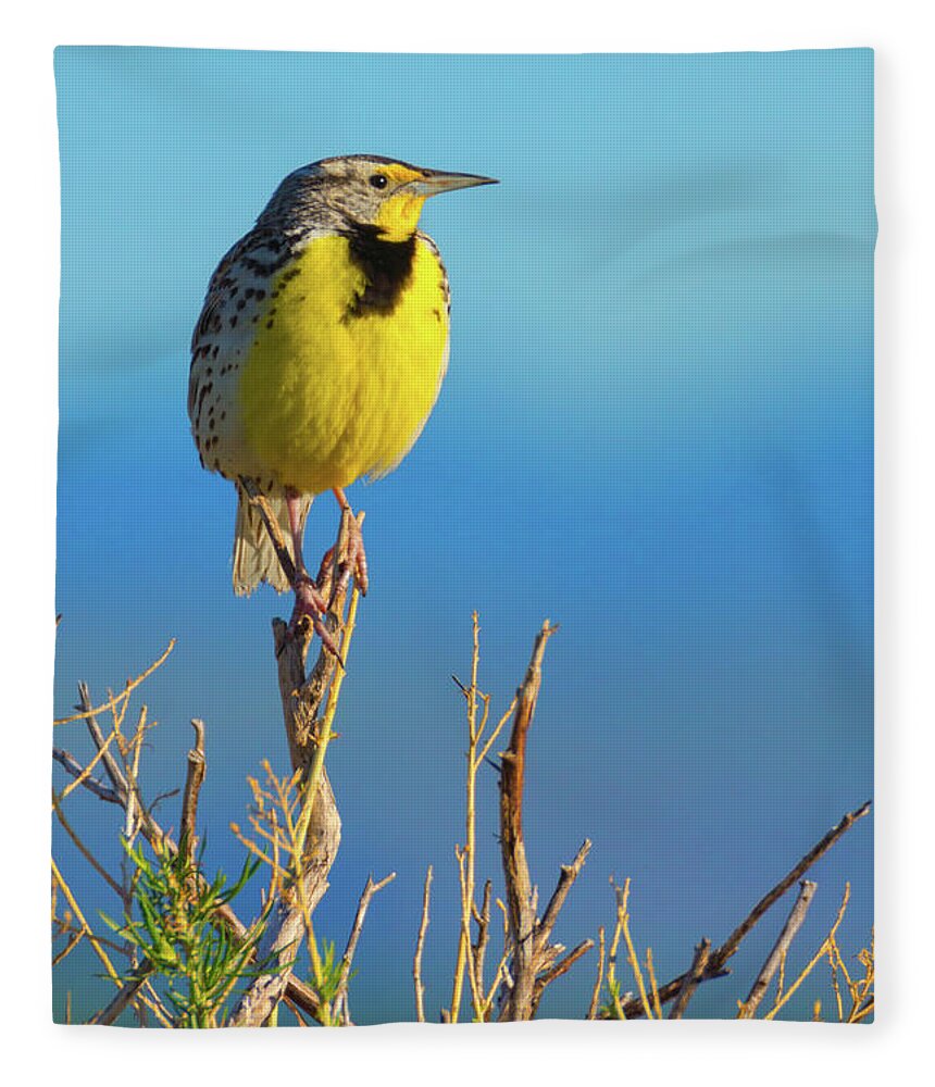 Colorado Fleece Blanket featuring the photograph Meadowlark by John De Bord