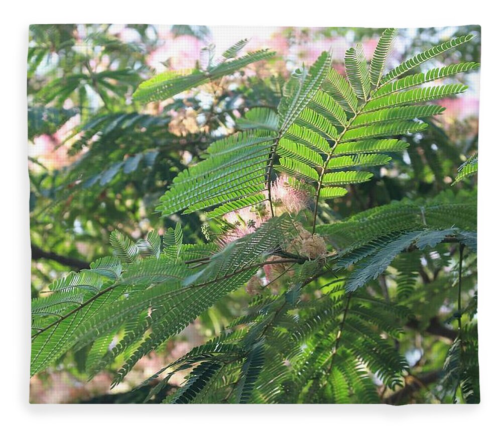 Mimosa Tree Fleece Blanket featuring the photograph Mimosa Tree Blooms and Fronds by Christopher Lotito