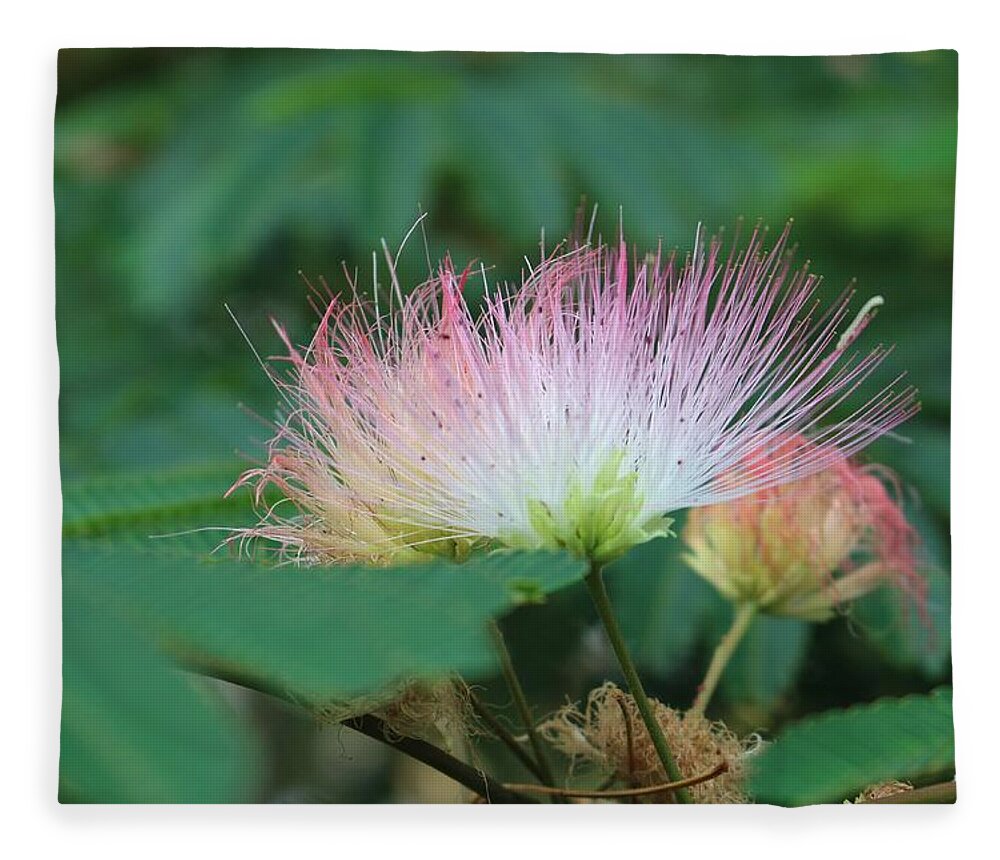 Macro Fleece Blanket featuring the photograph Mimosa Tree in Bloom by Christopher Lotito