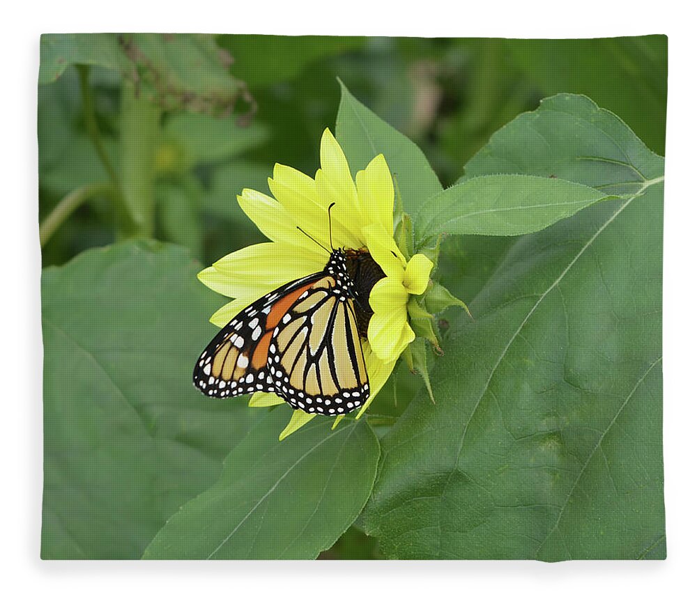 Sunflower Fleece Blanket featuring the photograph Monarch on Sunflower by Aimee L Maher ALM GALLERY