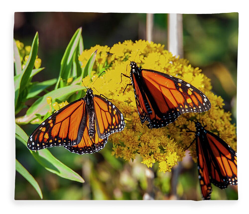 Butterflies Fleece Blanket featuring the photograph Monarch Trio by Cathy Kovarik