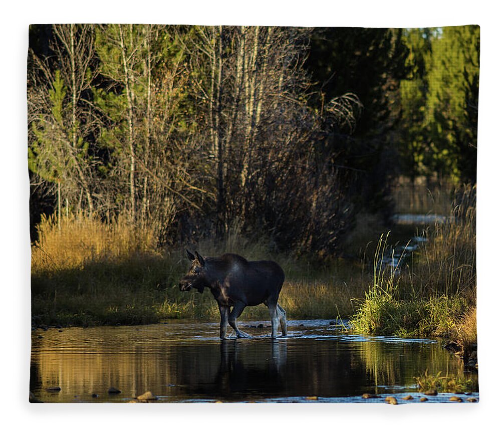 Moose Fleece Blanket featuring the photograph Moose crossing Pine Creek, Wyoming by Julieta Belmont