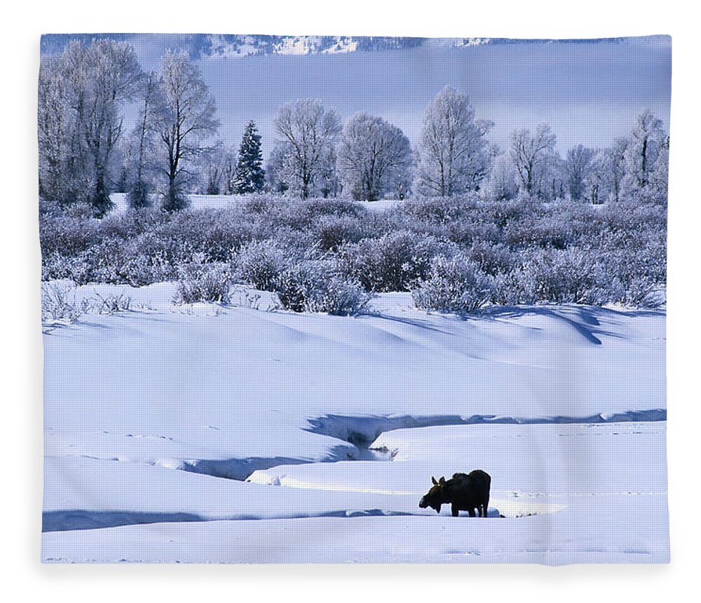 Scenics Fleece Blanket featuring the photograph Moose Drinking Water In Winter by Bruce Heinemann