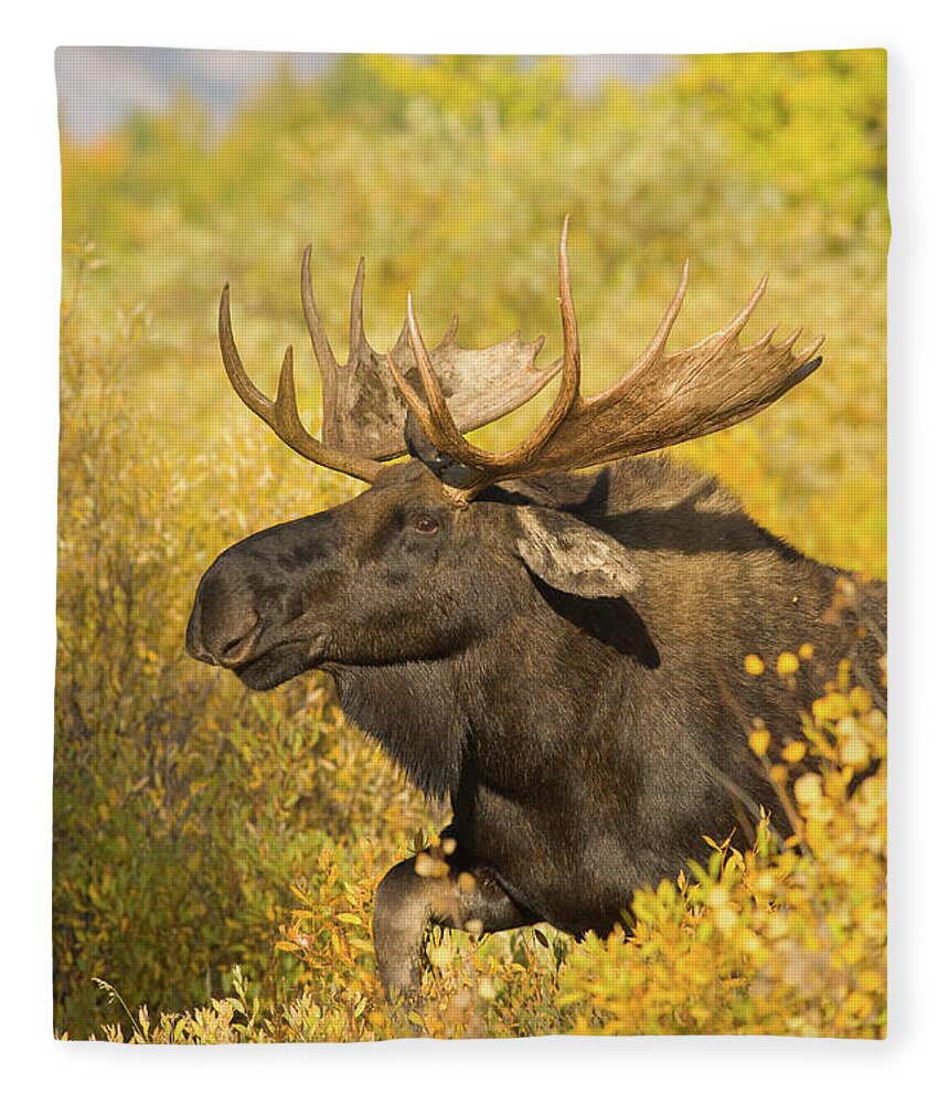 One Animal Fleece Blanket featuring the photograph Moose In Autumn Foliage by Kencanning