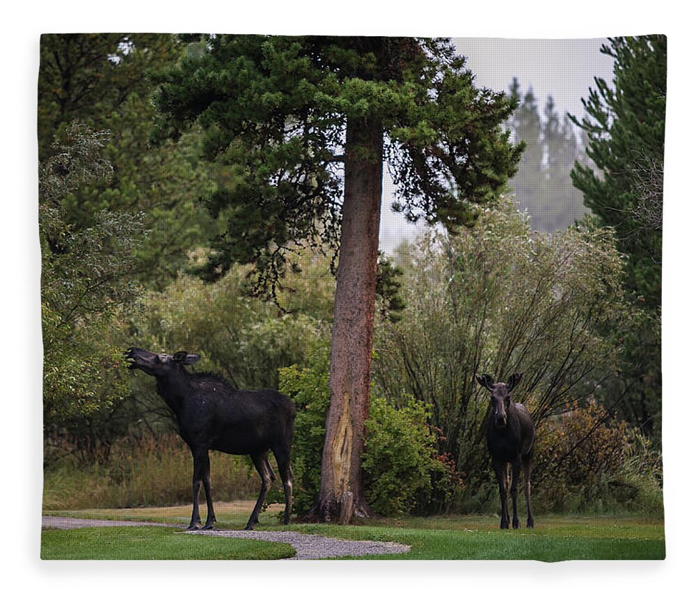 Moose Eating Fleece Blanket featuring the photograph Moose in my back yard by Julieta Belmont