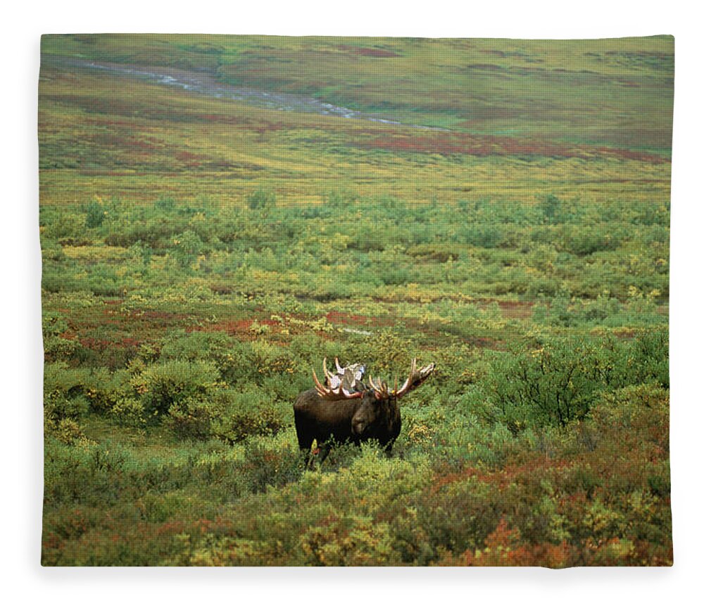 One Animal Fleece Blanket featuring the photograph Moose On Heath by Jake Wyman