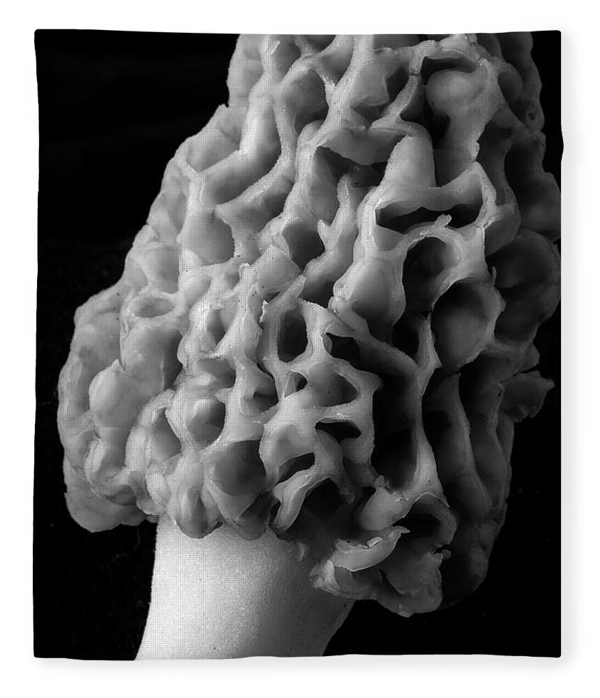 Mushroom Fleece Blanket featuring the photograph Morel by Frederic A Reinecke