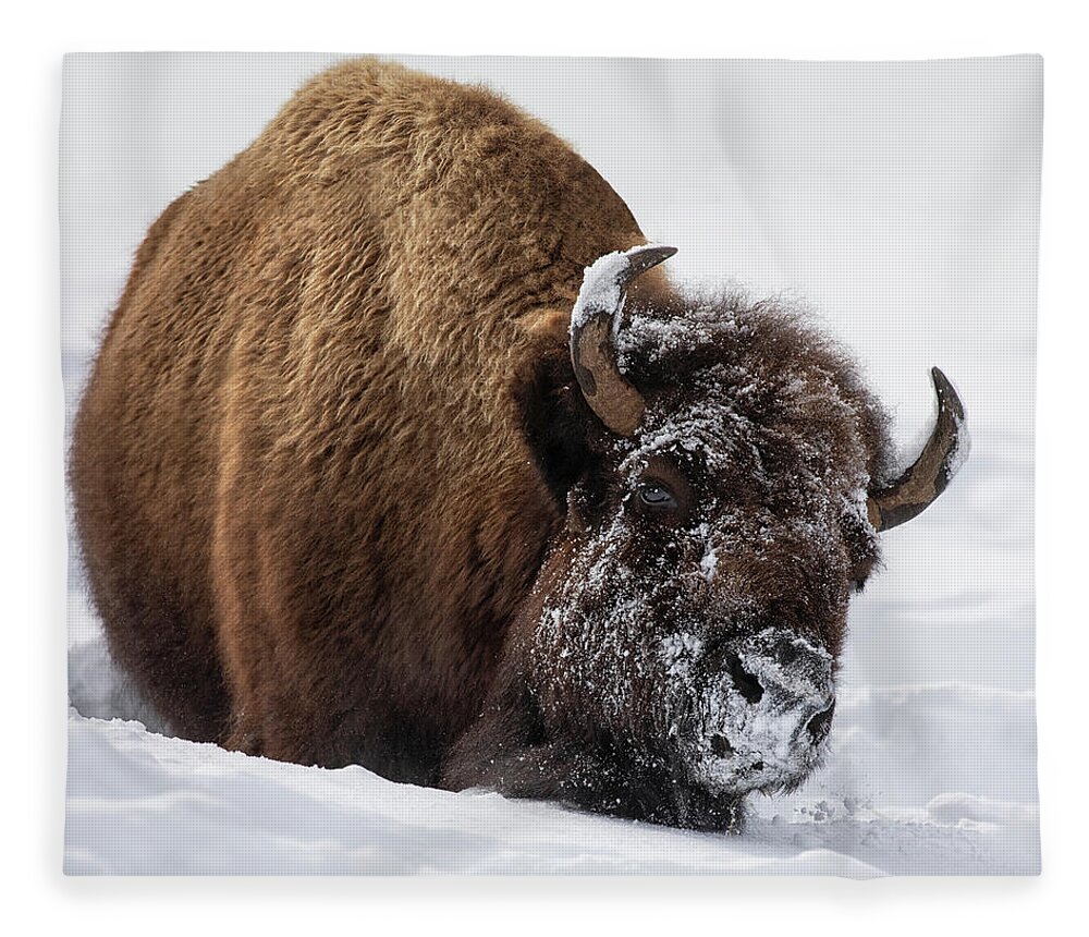 American Bison Fleece Blanket featuring the photograph Morning Frost by Art Cole