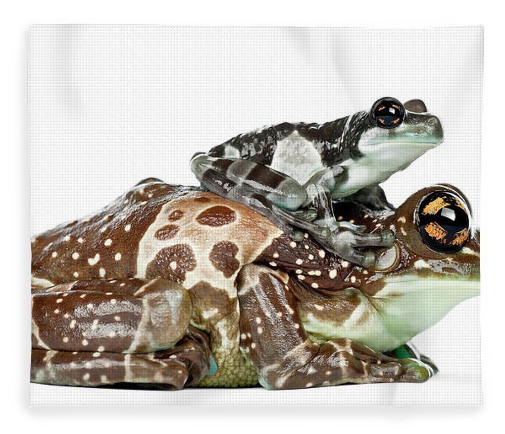 Belgium Fleece Blanket featuring the photograph Mother Amazon Milk Frog With Her Baby by Life On White