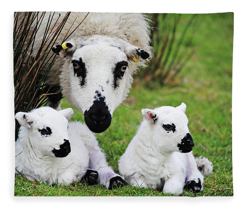 Grass Fleece Blanket featuring the photograph Mother And Her Twins by John B R Davies