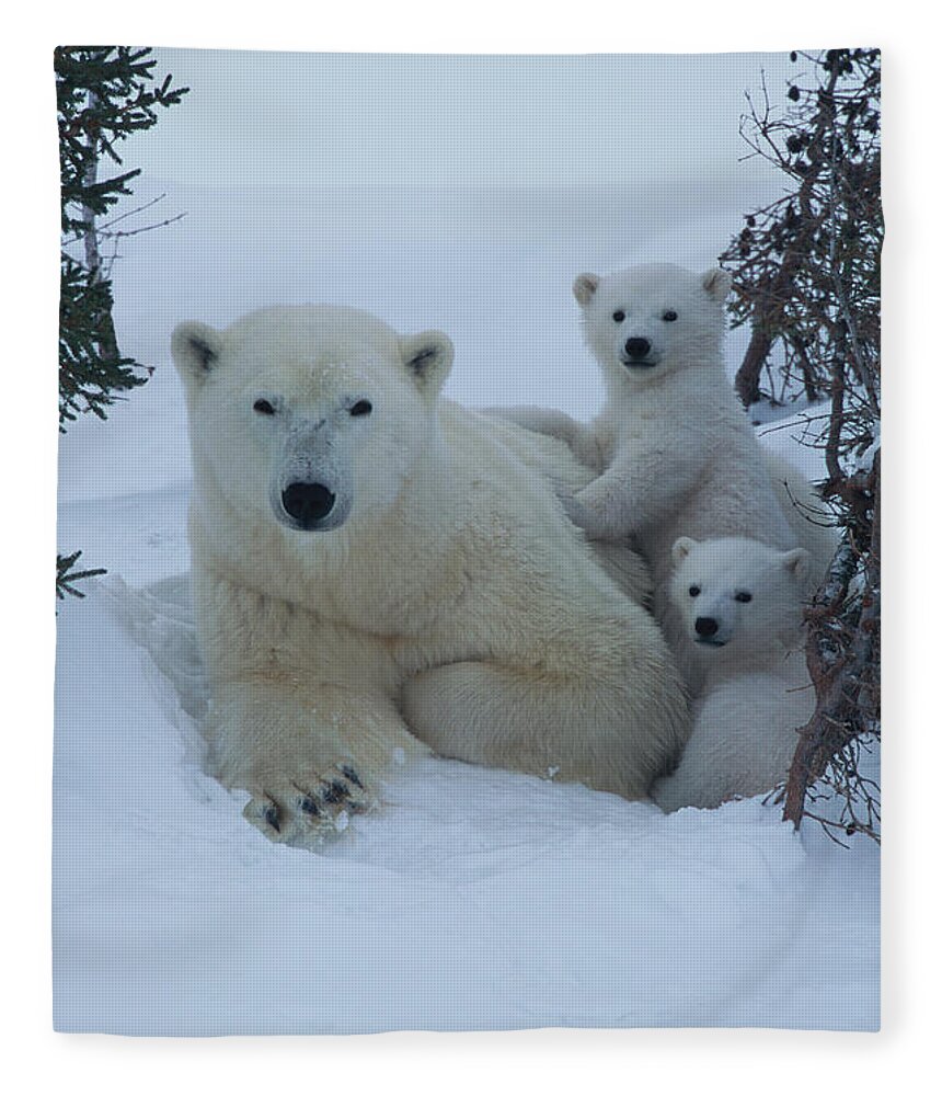 Bear Cub Fleece Blanket featuring the photograph Mother Polar Bear & Her Cub, Canada by Art Wolfe