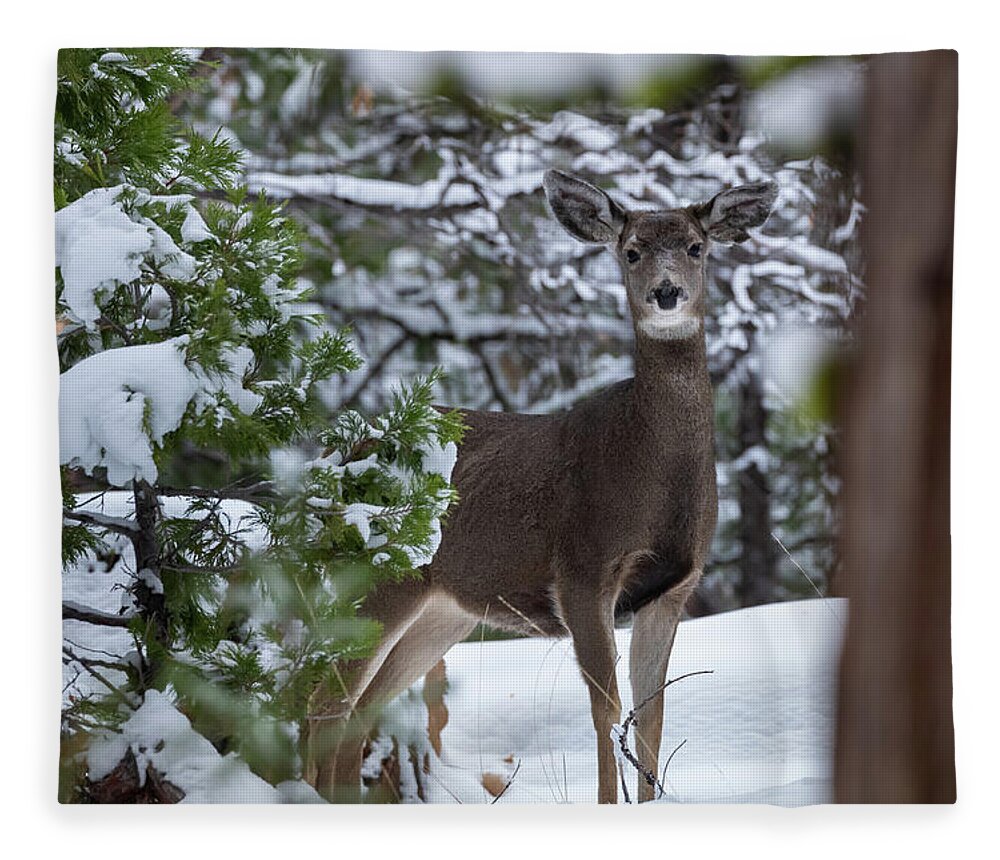 Deer Fleece Blanket featuring the photograph Mule Deer in Snow by Randy Robbins
