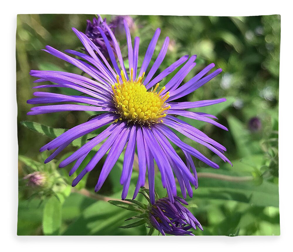 New England Aster Fleece Blanket featuring the photograph New England Aster 1 by Amy E Fraser