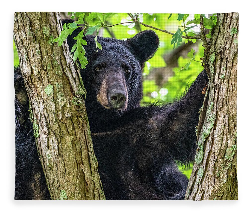American Black Bear Fleece Blanket featuring the photograph Not All Bears Are Created Equal by Marcy Wielfaert