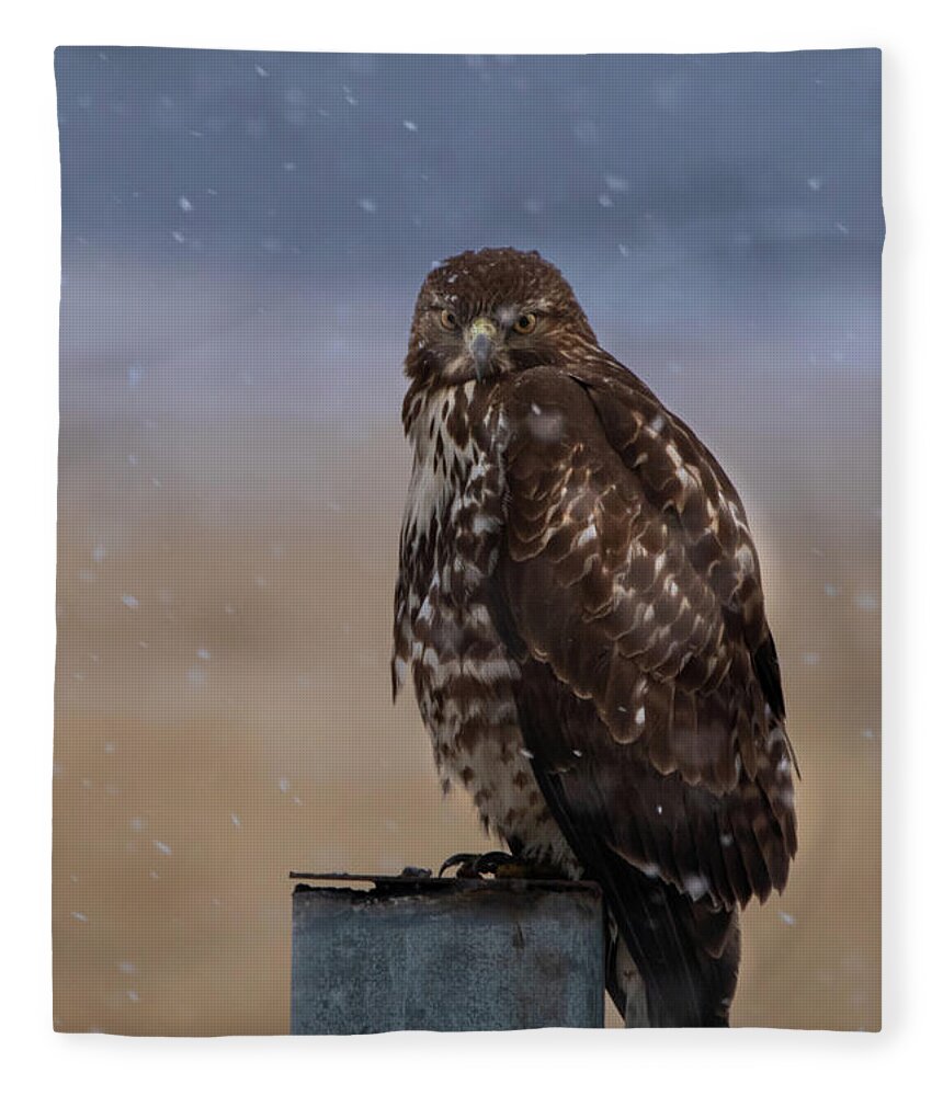Hawk Fleece Blanket featuring the photograph Not Impressed by Randy Robbins