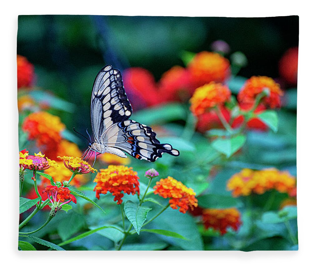 Butterfly Fleece Blanket featuring the photograph Old World Swallowtail by Diane Lindon Coy