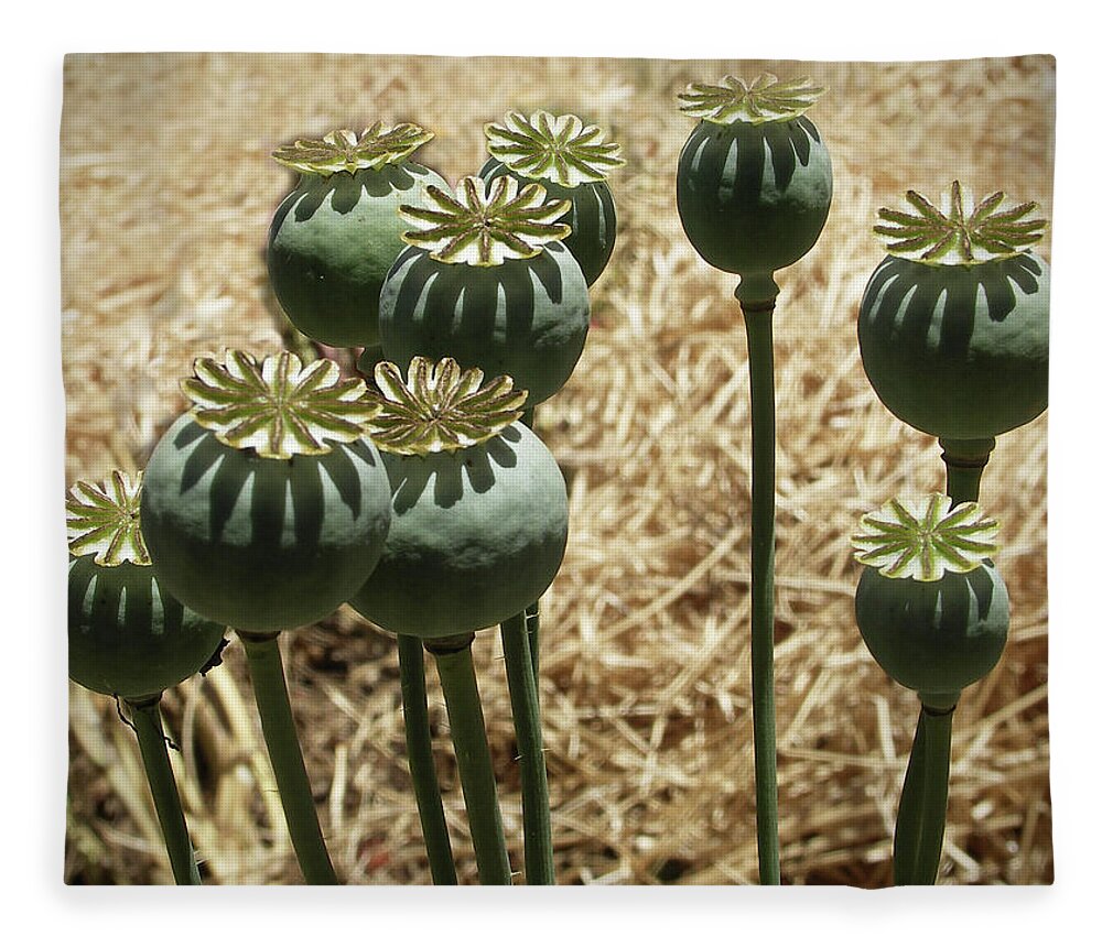 Mendocino Fleece Blanket featuring the photograph Opium Poppy Pods by Mendocino Coast Films