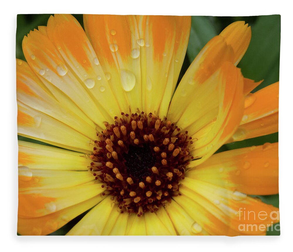 Flower Fleece Blanket featuring the photograph Orange and Yellow Daisy by Christy Garavetto