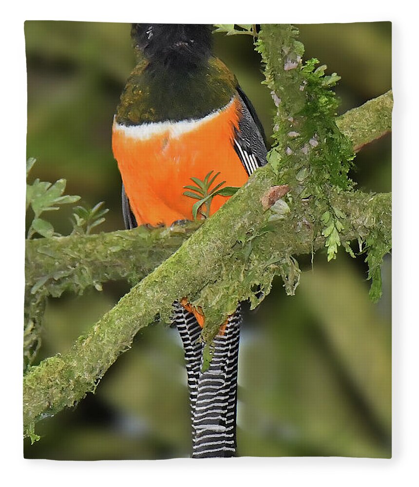 Panama Birds Fleece Blanket featuring the photograph Orange-bellied Trogan by Alan Lenk