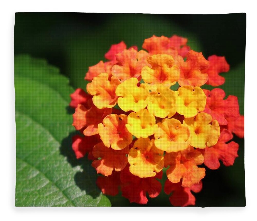 Flower Fleece Blanket featuring the photograph Orange Lantana by Christopher Lotito