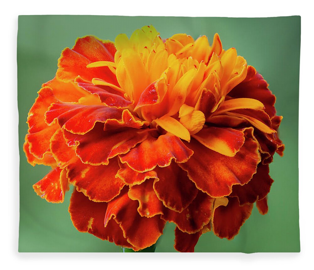 Marigold Fleece Blanket featuring the photograph Orange Marigold by Steev Stamford