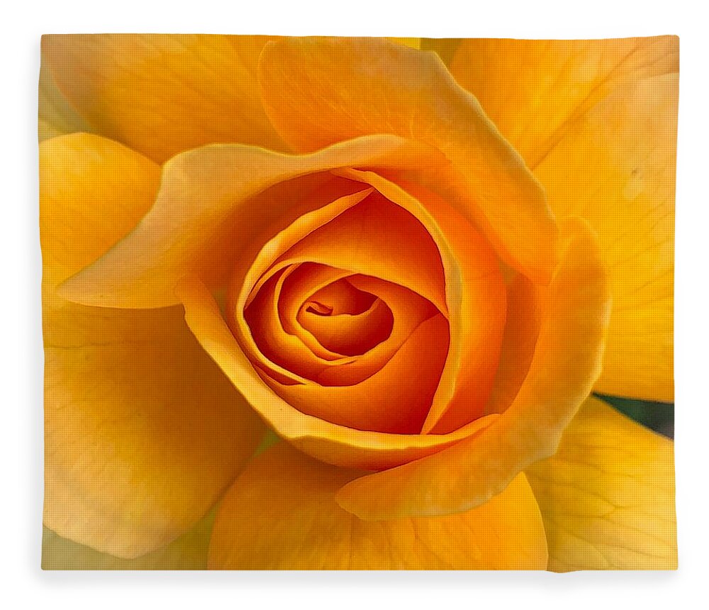 Flower Fleece Blanket featuring the photograph Orange Rose by Anamar Pictures