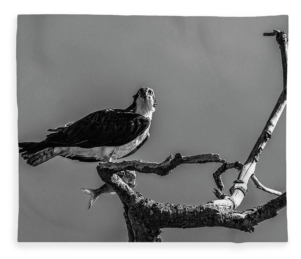 Raptor Fleece Blanket featuring the photograph Osprey With Lunch by Cathy Kovarik