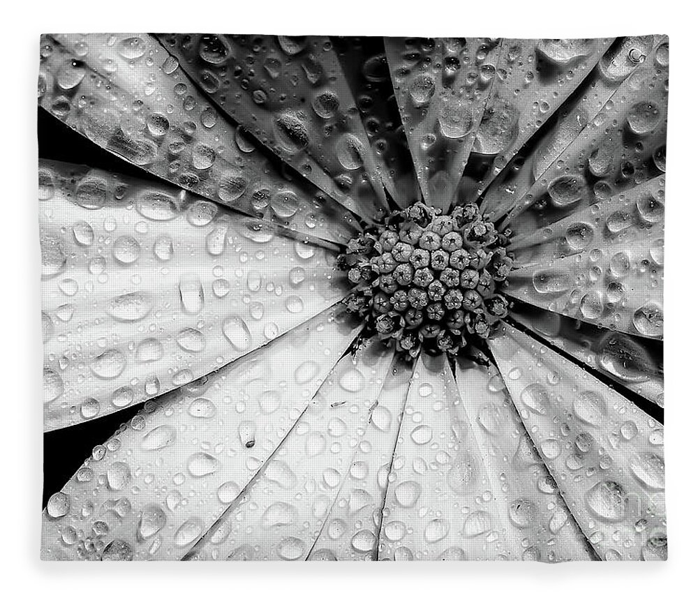Garden Fleece Blanket featuring the photograph Osteospermum petals black and white with water by Simon Bratt