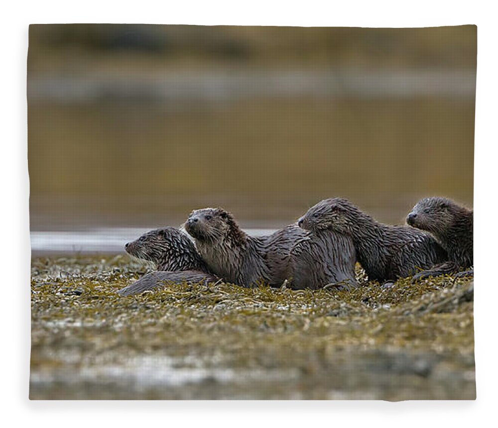 Otter Fleece Blanket featuring the photograph Otter Family At Dusk by Pete Walkden