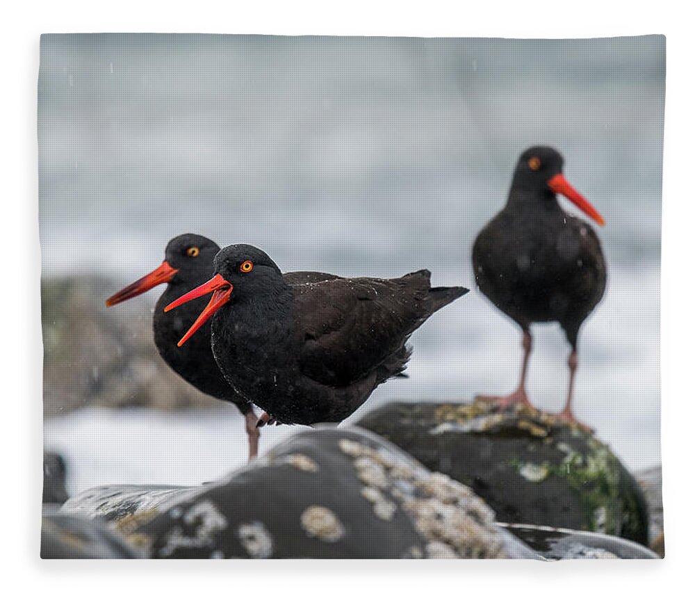 American Black Oystercatchers Fleece Blanket featuring the photograph Oystercatchers in the Rain by Robert Potts