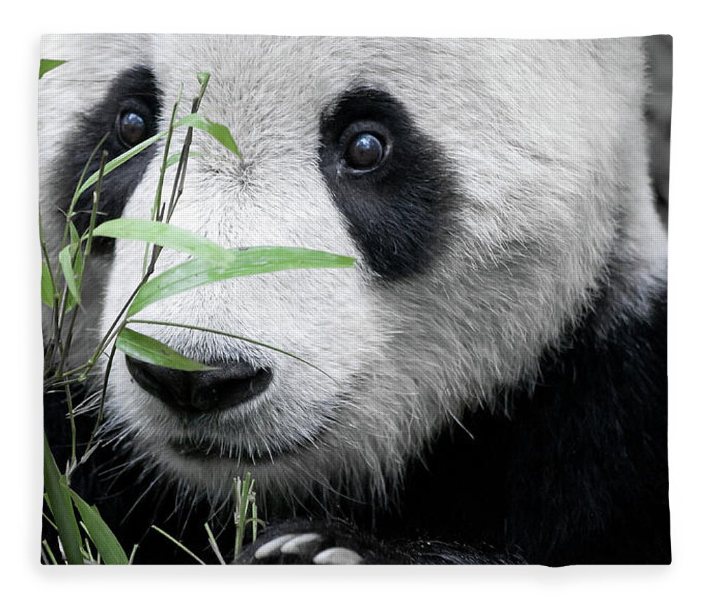 Panda Fleece Blanket featuring the photograph Panda Holding Bamboo by Hugociss