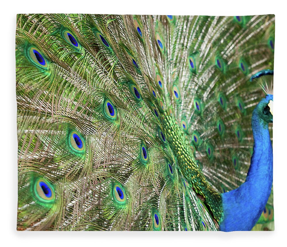 Animal Themes Fleece Blanket featuring the photograph Peacock by David Patrick Valera