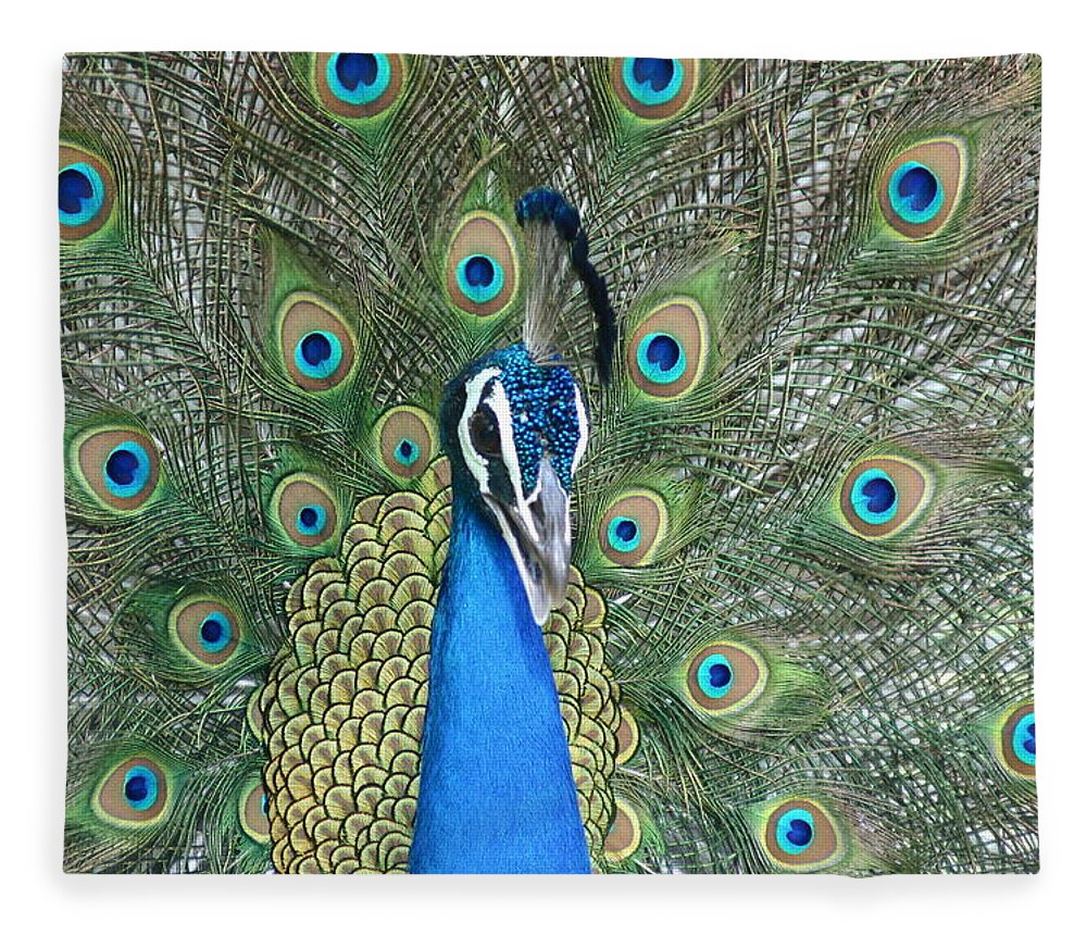 Animal Themes Fleece Blanket featuring the photograph Peacock by Pravin Indrekar