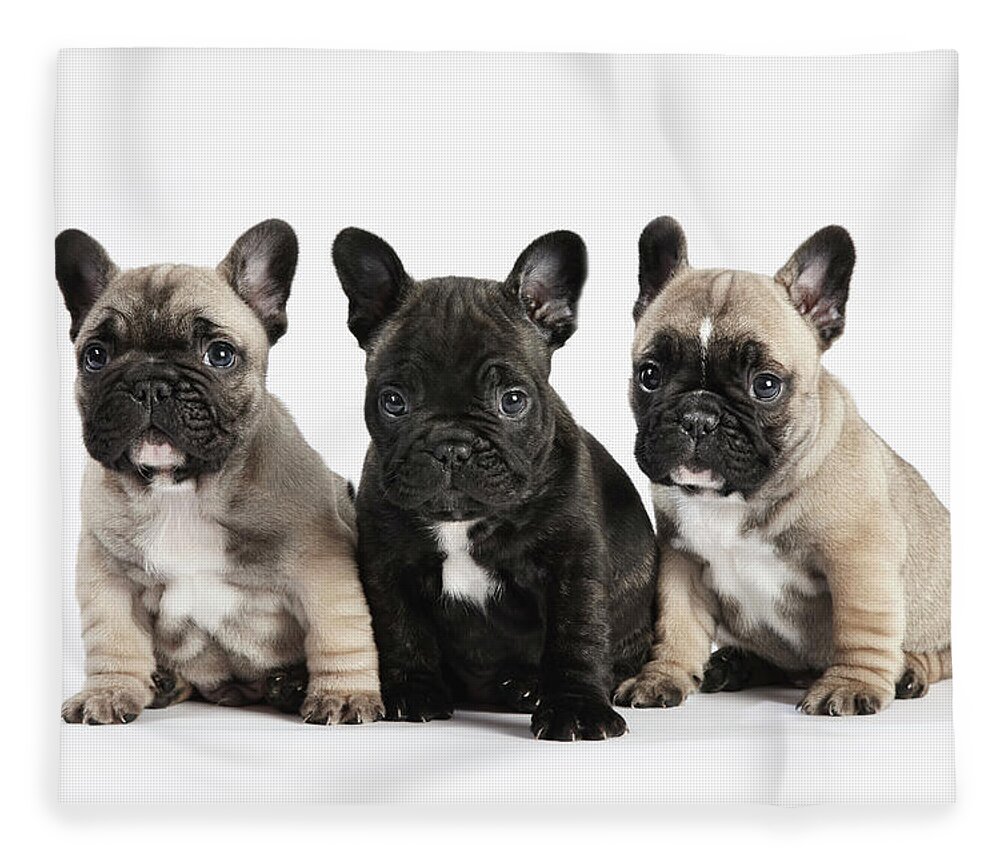 Pets Fleece Blanket featuring the photograph Pedigree French Bulldog Puppies In A by Andrew Bret Wallis