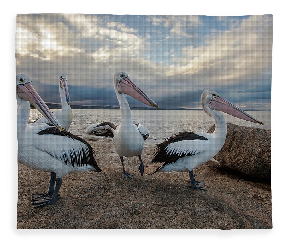 Port Lincoln Fleece Blanket featuring the photograph Pelicans Gather by Ann Clarke Images