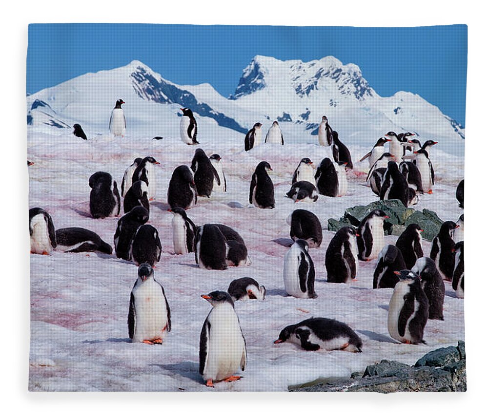Snow Fleece Blanket featuring the photograph Penguin Colony - Antarctica by Sascha Grabow