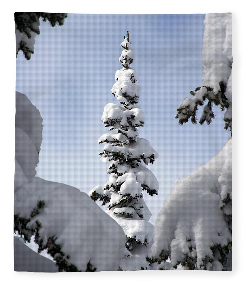 Snow Fleece Blanket featuring the photograph Pine Framed in Powder by Brett Pelletier